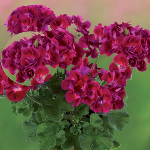 Pelargonium 'Grandeur® Classic Burgundy Splash' - Pelargoon 'Grandeur® Classic Burgundy Splash' P9/0,55L  